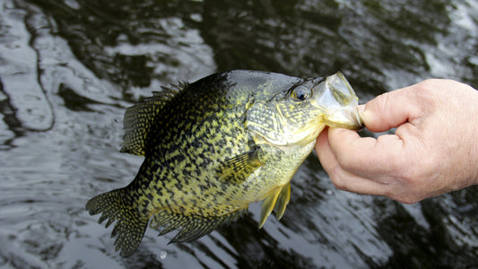 Crappie - The Lake Fish You Didn’t Know You Loved
